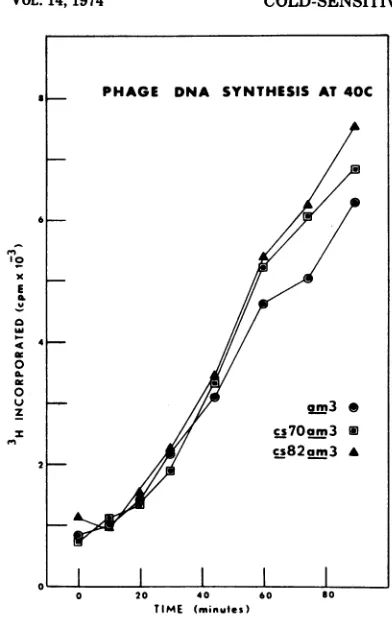 FIG. 7.Samplesdescribed;&gcs82am3,HF4704was(MOI[3H]thymidine(27)  DNA synthesis at 40 C