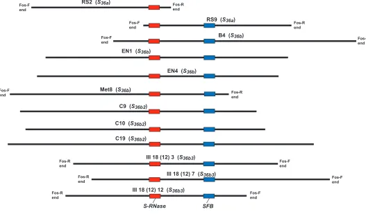 FIGURE S4.—Alignment of fosmid clones used to obtain nucleotide sequence of S36 haplotypes
