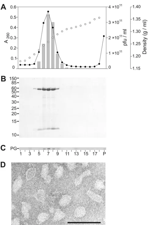 FIG. 1. Characterizationof(A) Analyses of the puriﬁcation in equilibrium centrifugation by(fractions