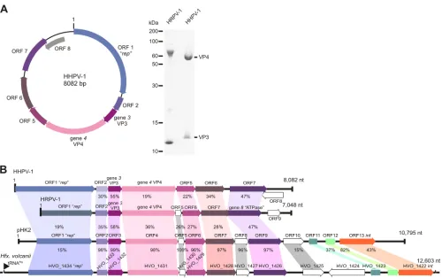 FIG. 4. Schematic representation of the HHPV-1 genome and analysis of HHPV-1 and HRPV-1 structural proteins