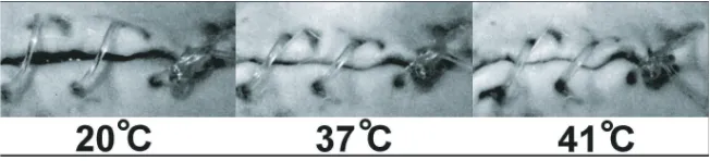 Figure 1.6: Compactly stored wing structures can return to their original, rigid shape afterheating (Cornerstone Research Group).
