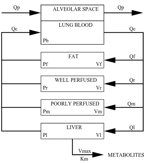 Figure 1.5: Schematic representation of PBPK model for CCl4 inhalation exposure in rats