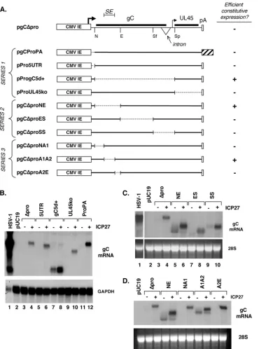FIG. 1. Mapping of a silencing element in the gC gene. (A) Analysis of gC mRNA expression from pgC�Schematic of the gC transcription unit on plasmid pgCcoding region, intron, UL45 mRNA transcription start, UL45 coding region, and endogenous poly(A) sequenc