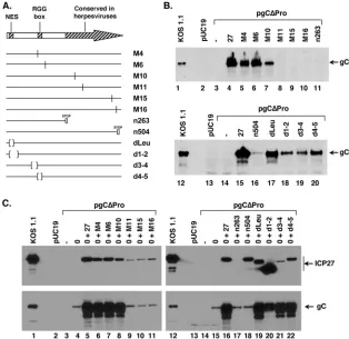FIG. 4. Identiﬁcation of sequences in ICP27 needed for gC transactivation. (A) Schematic diagram of ICP27 mutant plasmids