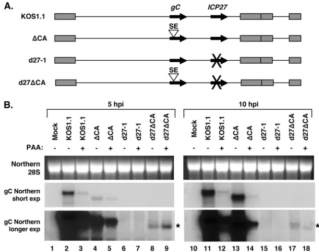 Fig. 5B, 10 hpi, lanes 12 and 14). Low levels of gC transcript