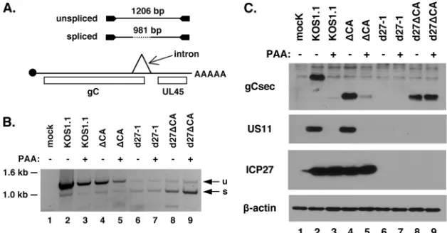 FIG. 7. ICP27- and DNA replication-independent expression of gC in d27�splicing. (Bottom) A diagram of gC mRNA is shown, with cap, open reading frames, intron, and poly(A) tail indicated