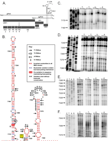 FIG. 1. The murine norovirus genome contains three 3�38 published murine norovirus 3genome, highlighting the four predicted open reading frames and the mature replicase proteins produced from ORF1