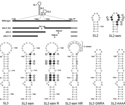 TABLE 1. Effects of mutations in MNV 3� end on virus recovery,using reverse genetics