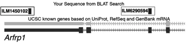 Figure 2.—The effect of alternative 39-UTR