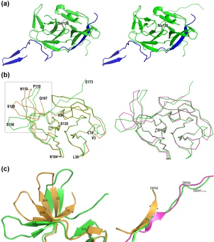 FIG. 2. Structure of DEN1pro�tail of the three DENV proteases (right). DEN1proin green, and the NS2B cofactor is shown in blue