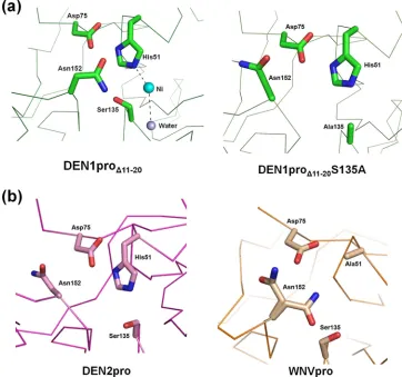 FIG. 3. Conformation of the DEN1pro�11-20 active site. (a) Change in conformation of Asn152 in the presence of a free hydroxyl group onSer135 (left) compared to the S135A mutant (right)