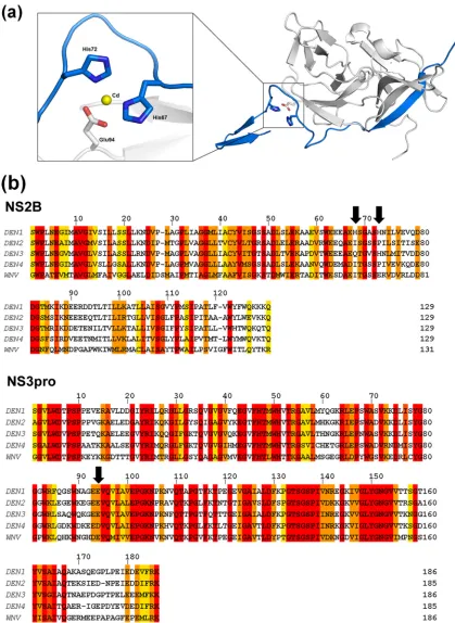 FIG. 5. A unique metal-coordinated site in DEN1pro�11-20. (a) A metal-coordinated site composed of His67 and His72 of NS2Bc (blue) withGlu94 (gray) of NS3