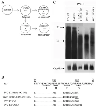 FIG. 1. Arginine-deﬁcient HBc mutants SVC173GG and SVC173/R157A/R158A exhibited a short DNA phenotype by complementation andSouthern blot analysis