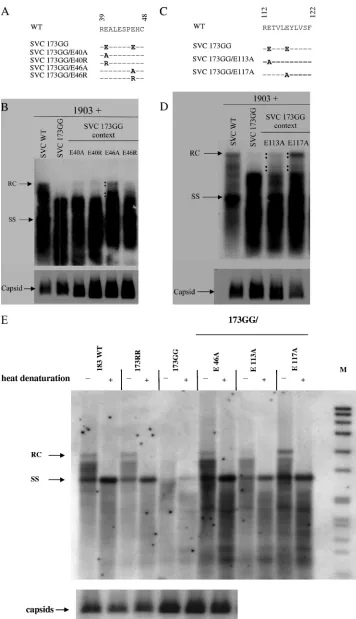 FIG. 3. The replication defect of arginine-deﬁcient core mutant SVC173GG can be rescued by reducing the negative charge in the assemblydomain via E46A, E113A, or E117A mutations