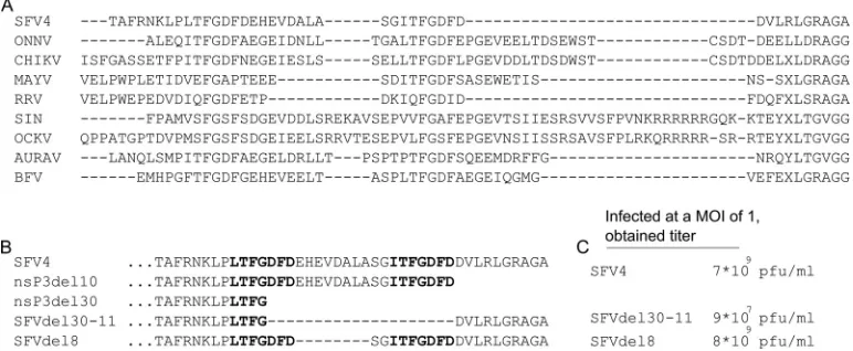 FIG. 9. (A) Multiple-sequence analysis of C-terminal regions of nsP3 proteins of SFV4, SIN, O’nyong-nyong virus (ONNV), Chikungunya virus(CHIKV), Mayaro virus (MAYV), Ross River virus (RRV), Ockelbo virus (OCKV), Aura virus (AURAV), and Barmah Forest virus (BFV) by