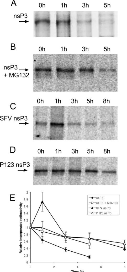 FIG. 1. Stability of nsP3 in different systems. The stability of nsP3in induced T-REx-nsP3 cells (A) and the stability in the presence of the