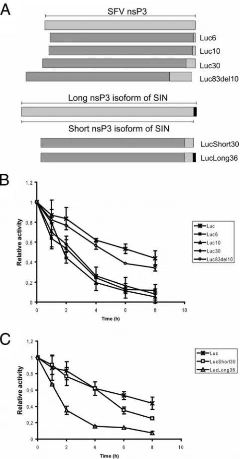 FIG. 3. Stabilities of chimeric EGFP reporters. (A) BHK-21 cellswere transfected with the plasmids expressing the indicated reporter