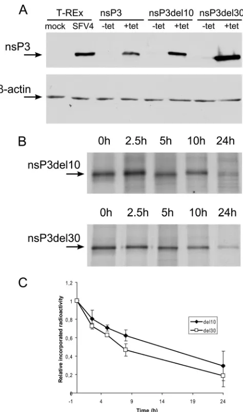 FIG. 4. (A) Expression levels of nsP3, nsP3del10, and nsP3del30 ininducible cell lines compared to the level of nsP3 in SFV4-infected