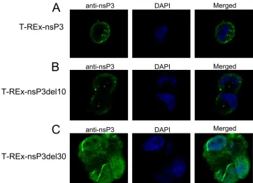 FIG. 5. Subcellular localization of nsP3, nsP3del10, and nsP3del30. T-REx-nsP3, T-REx-nsP3del10, and T-REx-nsP3del30 cells induced withtetracycline for 18 h were ﬁxed and permeabilized