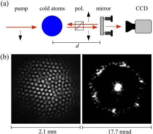 FIG. 1. (Color online) Observation of patterns. (a) Experimental