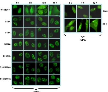 FIG. 1. ICP27 is conﬁned to the nucleus in infection with phosphorylation site mutants