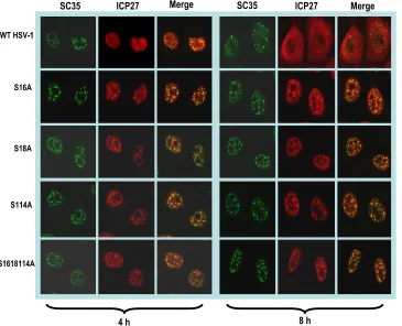 FIG. 2. ICP27 remains associated with splicing speckles throughout infection with phosphorylation site mutants