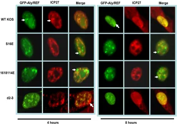 FIG. 4. Aly/REF coimmunoprecipates with mutant ICP27. HeLacells were mock infected or were infected with HSV-1 KOS or