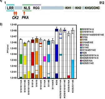 FIG. 6. Alanine and glutamic acid substitution mutants do not complement. (A) Schematic representation of ICP27 illustrating the CK2 and PKAphosphorylation sites denoted by arrows