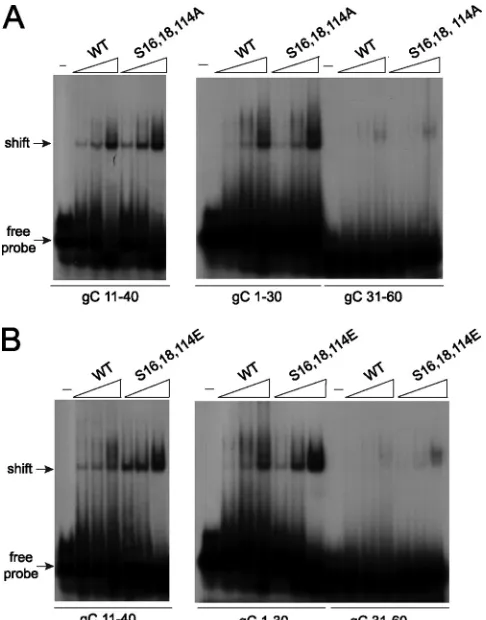 FIG. 9. Alanine and glutamic acid substitution mutants bindHSV-1 gC sequences. (A) Twenty fmol of radiolabeled gC 11–40, gC