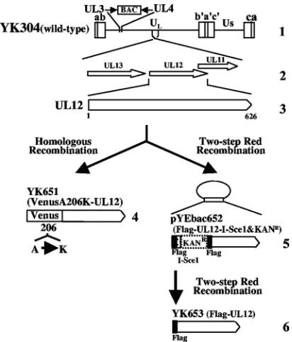 FIG. 1. Schematic diagram of genome structure of wild-typeYK304 and relevant recombinant virus domains