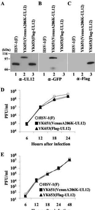 FIG. 3. Localization of nucleolin and UL12 in infected cells. Verocells infected with YK651 (Venus-UL12) (A) or YK653 (Flag-UL12)