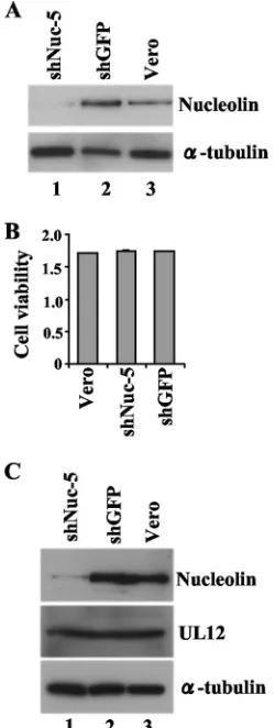 FIG. 4. Identiﬁcation of the UL12-nucleolin complex. (A) Verocells infected with YK653 (Flag-UL12) (lanes 1 and 3) or wild-type