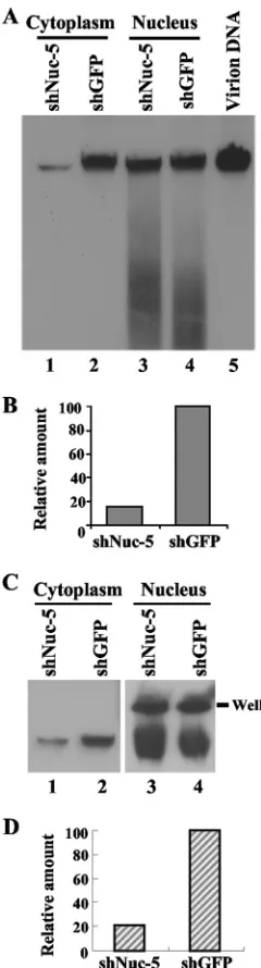 FIG. 7. SN sensitivity analysis of HSV-1 DNA during viral replication.(A) Vero-shNuc-5 (lanes 1 and 3) and Vero-shGFP (lanes 2 and 4) cells
