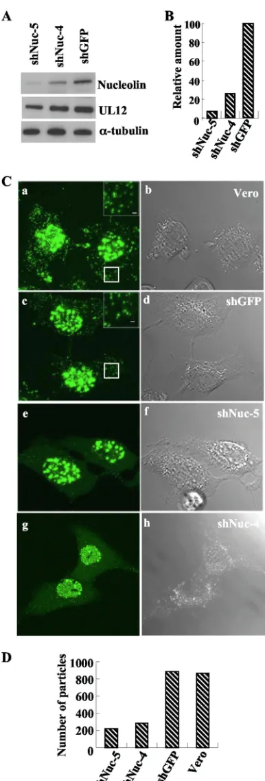 FIG. 9. Confocal microscopy of infected nucleolin knock-downcells. (A) Vero-shNuc-4, Vero-shNuc-5, and Vero-shGFP cells in-