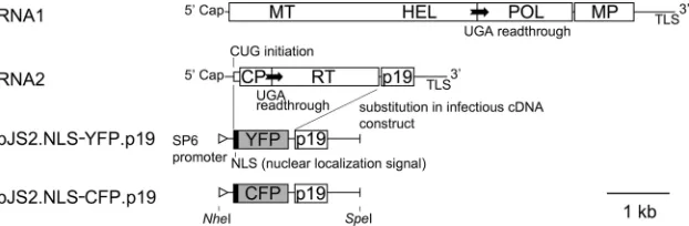 FIG. 1. Genome structure of SBWMV and cDNA constructs for ﬂuorescent protein vector RNA2s used in this study