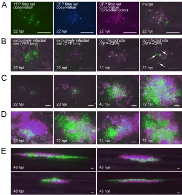 FIG. 2. Observation of the spatial separation between SBWMV vectors carrying different ﬂuorescent proteins in local lesion host C