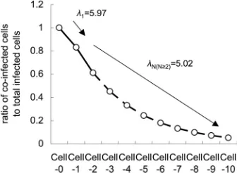 FIG. 5. Simulation of the decrease of coinfected cells correspond-ing to the development of locally infected regions