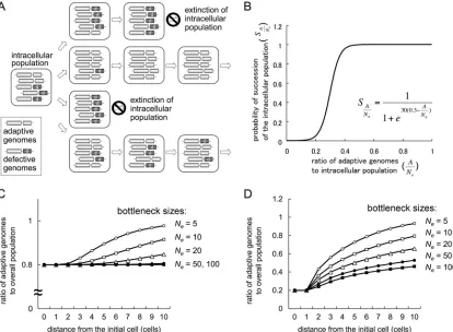 FIG. 6. Idea and simulation results of effective selection on trans-tation of a mechanism for effective selection onadaptive genomes from defective genomes, resulting in rapid selection for adaptive genomes