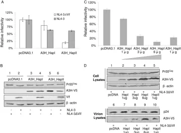 FIG. 1. A3H_HapII has strong anti-HIV-1 activity which is suppressed by HIV-1 Vif. (A) NL4-3 and NL4-3�cells cotransfected with either NL4-3 or NL4-3After 48 h, virus was collected and assayed for virus infectivity using MAGI indicator cells