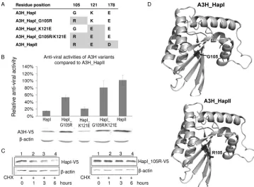 FIG. 4. Identiﬁcation of amino acid changes that are crucial for the antiviral activity of APOBEC3H