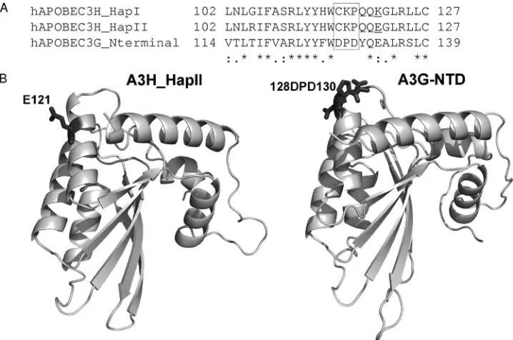 FIG. 6. Sequence alignment and model structure comparisons between the amino-terminal domains of A3H_HapI, A3H_HapII, and A3G.(A) Amino acid sequence alignment (positions 102 to 127) of the A3H_HapI, HapII, and A3G amino-terminal domains