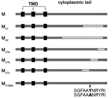 FIG. 2. Cartoon depicting wild-type SARS-CoV M and M mutants.Deletions or point mutations were introduced into the cytoplasmic tail