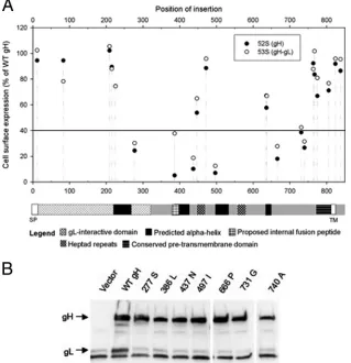 FIG. 1. (A) Effects of insertional mutations of HSV-1 gH on cell surface expression. CHO cells were transfected with plasmids expressing WTgL, gD, and gB and either empty vector (pCAGGS), WT gH, or mutant gH