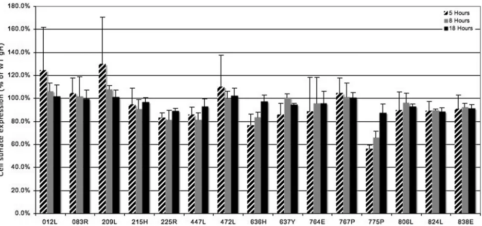 FIG. 3. Cell surface expression of gH as a function of time. CHO cells were transfected as described in the legend of Fig
