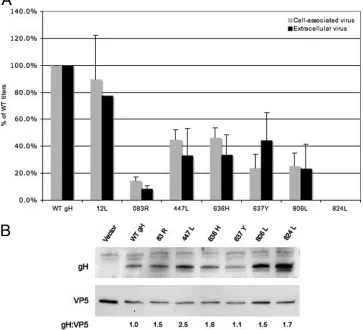 FIG. 4. (A) Complementation of a gH-null virus with selected gH mutants. Vero cells were transfected with the gH mutants indicated andinfected with a gH-null HSV-1 recombinant virus that expresses beta-galactosidase from the gH locus