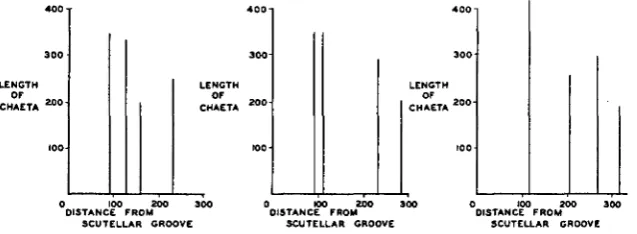 FIGURE 6.-Three pydlpyd cases. Details additional patterns of the dorsocentrals when four are present per side in D