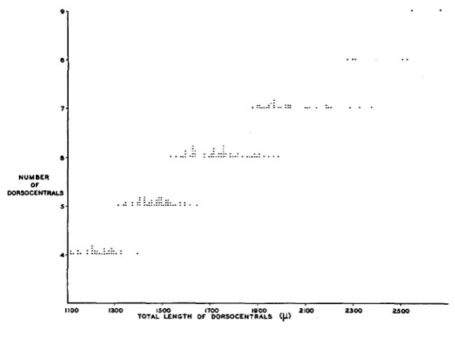 FIGURE 7.-The relation between the total number of dorsocentrals present in pyd/pyd males and their combined length