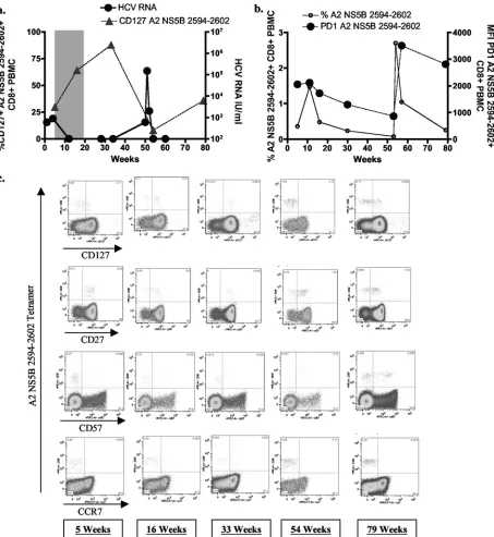 FIG. 3. Longitudinal phenotypic changes on HCV-speciﬁc T cells. (a) HCV RNA viral load and CD127 expression (%) levels on A2 NS5B2594-2602 HCV-speciﬁc T cells for individual 04-11