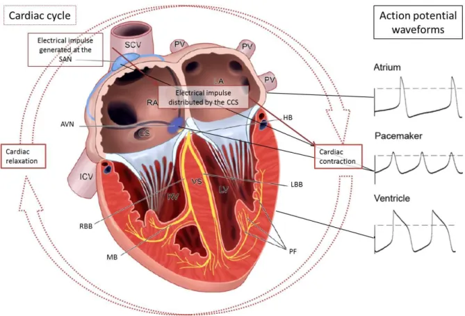 Figure 2: A schematic representation of the cardiac cycle, components of the cardiac conduction system and  action potential wave forms from particular areas of the heart