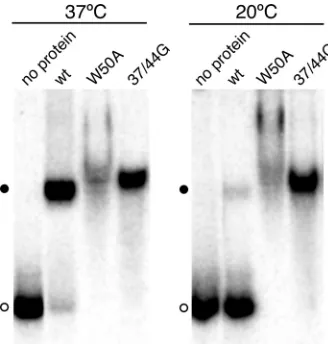 FIG. 4. HDAg RNA binding speciﬁcity is related to protein mul-timerization. (A) Schematic of the 1,679-nt HDV RNA genome and